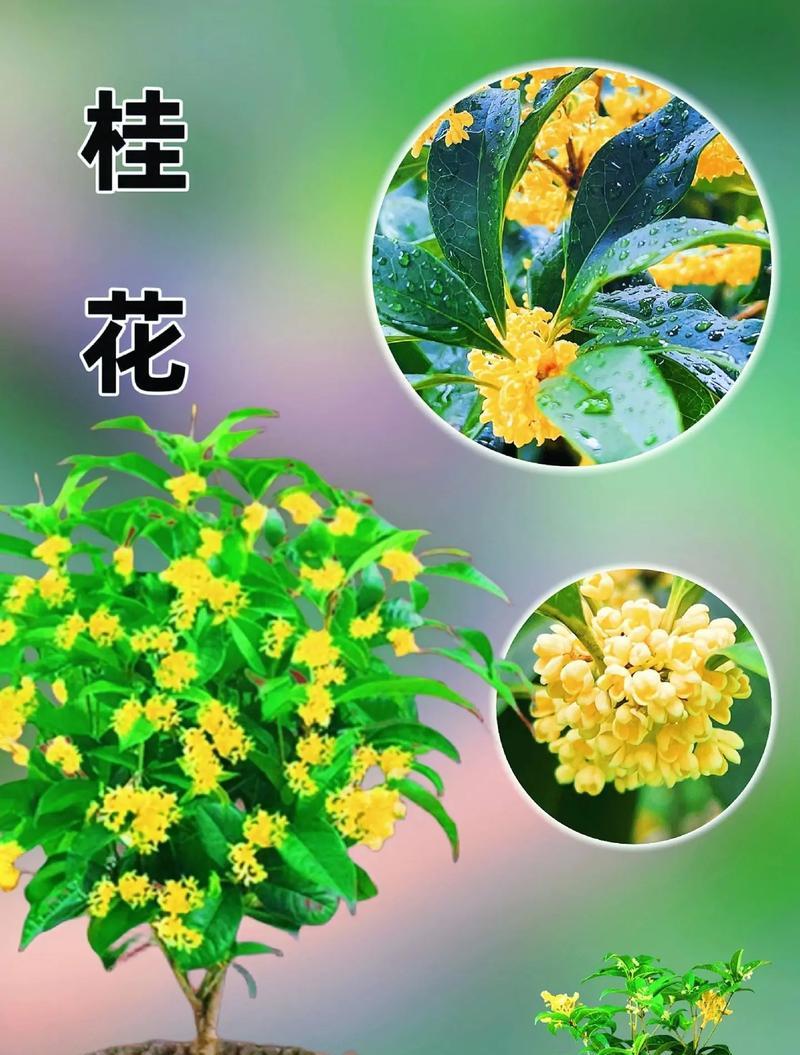 四季开花盆景如何制作？