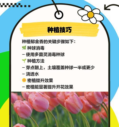 郁金香的故事是什么？种植指南有哪些？