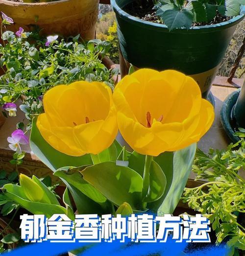 郁金香的故事是什么？种植指南有哪些？