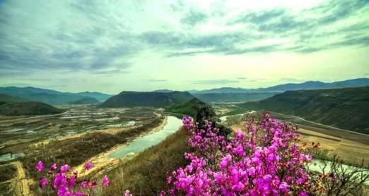 月季花的花期是什么时候？如何成为春日顶流？