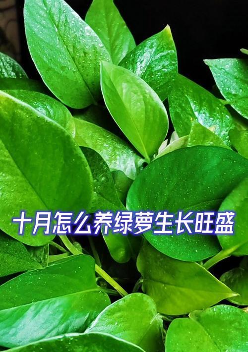 绿萝如何养殖才能长得旺盛？