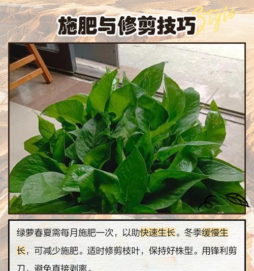 绿萝如何养殖才能长得旺盛？