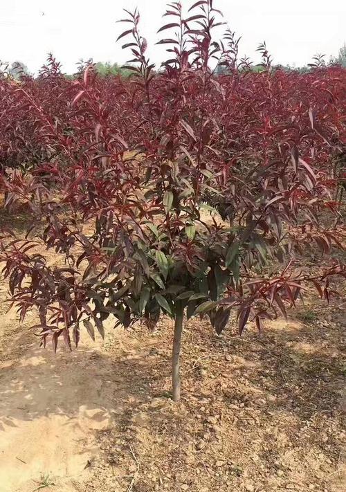 红叶碧桃怎么种？种植红叶碧桃有哪些注意事项？