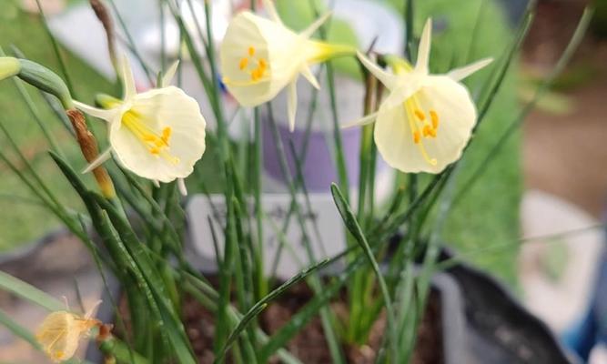 如何延长水仙花花期？掌握哪些因素可以控制水仙花花期？