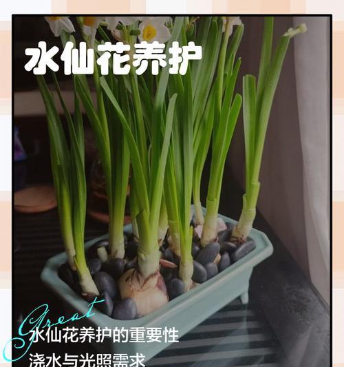 如何延长水仙花花期？掌握哪些因素可以控制水仙花花期？