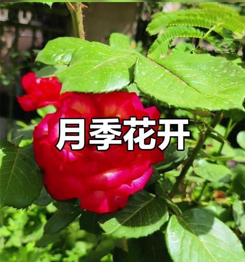 月季花最长花期是多久？如何让月季四季如春？