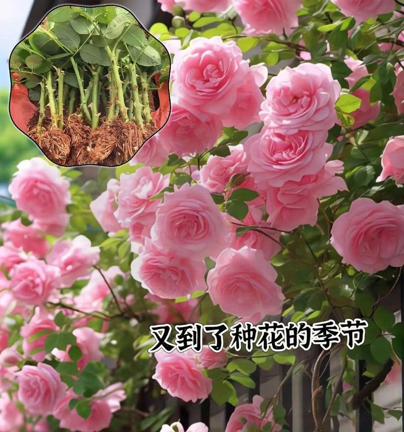 月季花最长花期是多久？如何让月季四季如春？