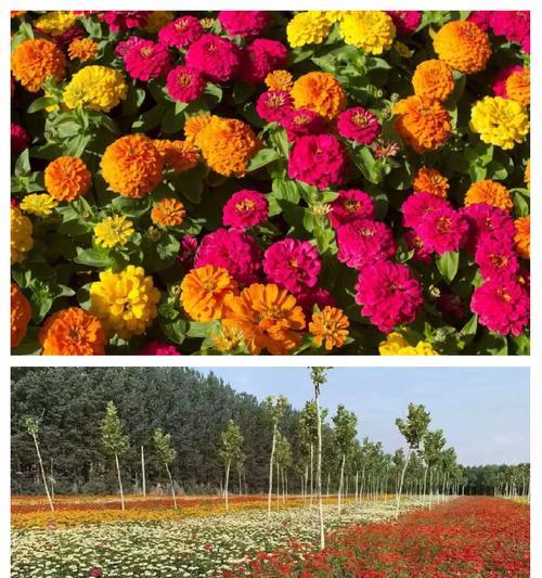 百日草怎么种植？从春到秋如何保持百日草盛开？