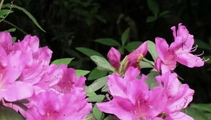 杜鹃花如何养殖？修剪杜鹃花有哪些技巧？