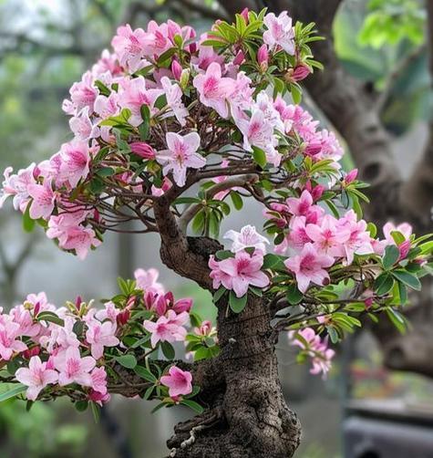 杜鹃花如何养殖？修剪杜鹃花有哪些技巧？