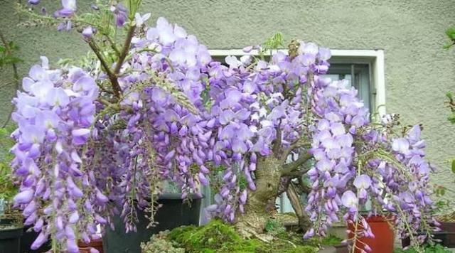 紫藤花可以嫁接到哪些树上？嫁接紫藤花的方法是什么？