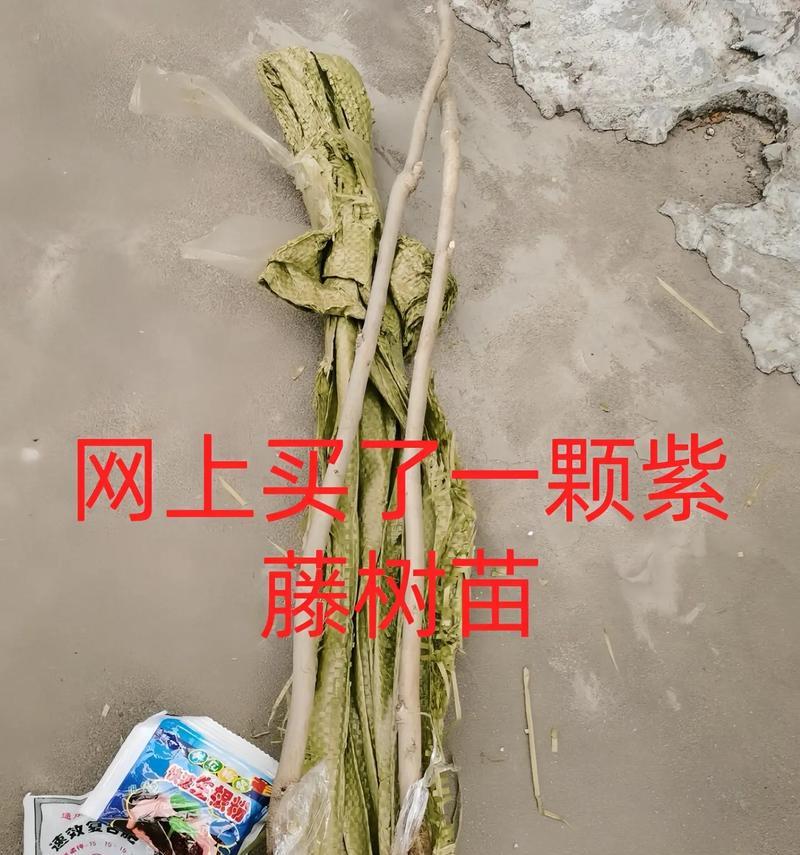 紫藤花可以嫁接到哪些树上？嫁接紫藤花的方法是什么？