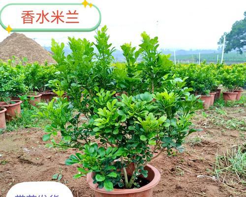 米兰花怎么养？米兰花的养殖技巧有哪些？