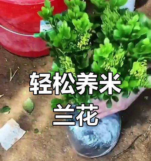 米兰花怎么养？米兰花的养殖技巧有哪些？