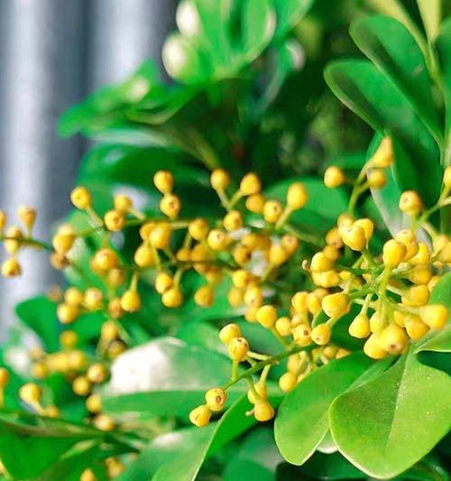 米兰花怎么养？米兰花的养殖技巧有哪些？