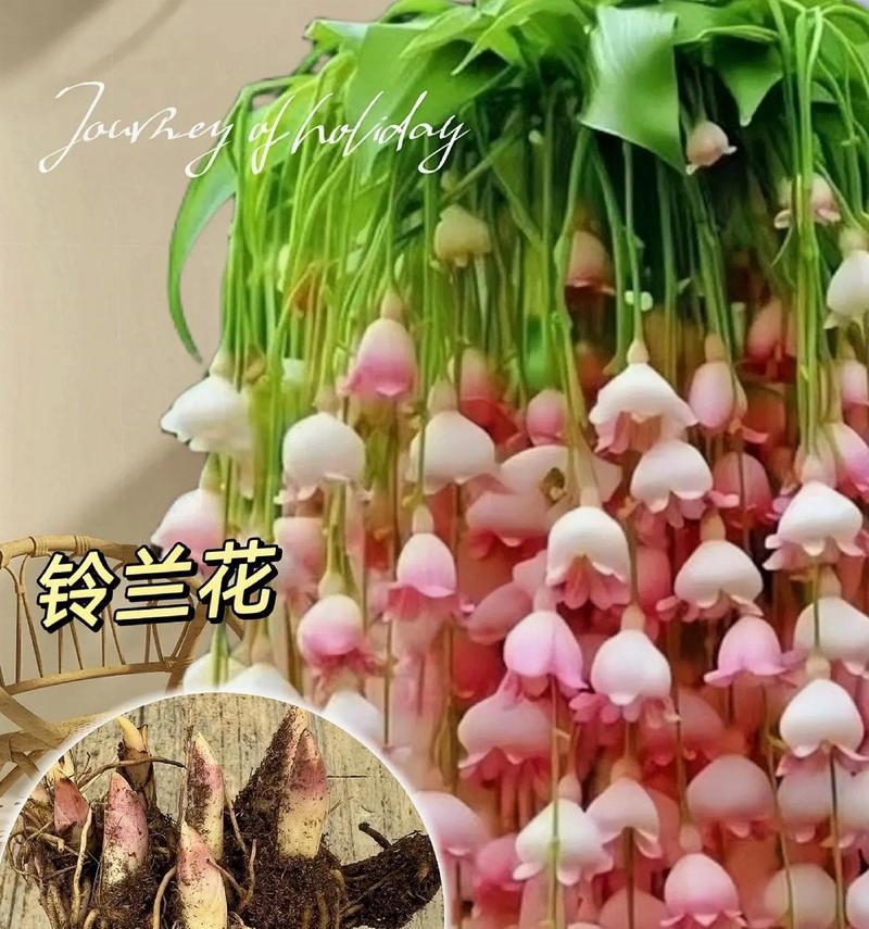 浓香型铃兰花如何盆栽？盆栽浓香型铃兰花的注意事项是什么？
