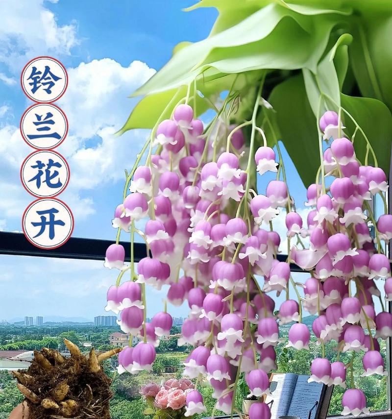 浓香型铃兰花如何盆栽？盆栽浓香型铃兰花的注意事项是什么？
