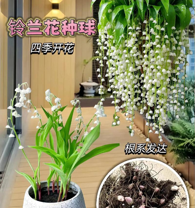 浓香型铃兰花如何盆栽？盆栽浓香型铃兰花的注意事项是什么？
