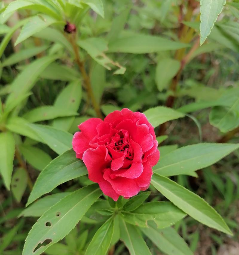 重瓣凤仙花怎么养护？全方位养护重瓣凤仙花的方法是什么？