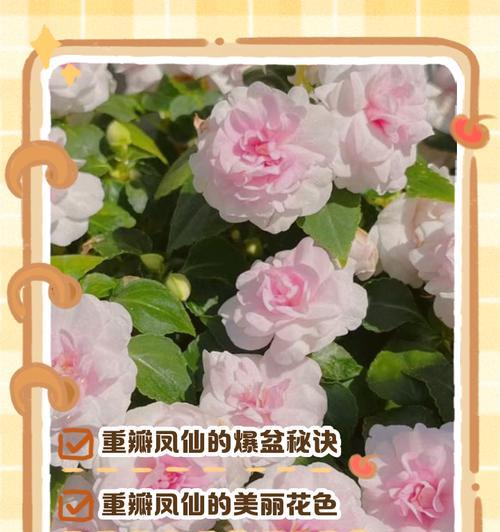 重瓣凤仙花怎么养护？全方位养护重瓣凤仙花的方法是什么？