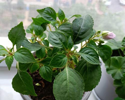 重瓣凤仙花怎么养护？全方位养护重瓣凤仙花的方法是什么？