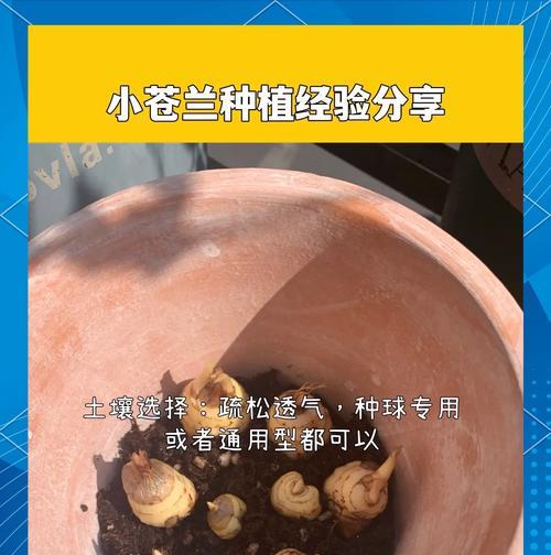 香雪兰怎么选种与土壤？香雪兰种植的正确方法是什么？