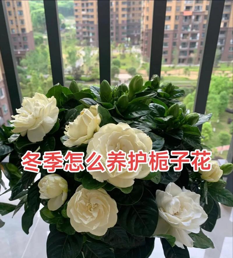 栀子花怎么养护与繁殖？栀子花的养殖技巧有哪些？