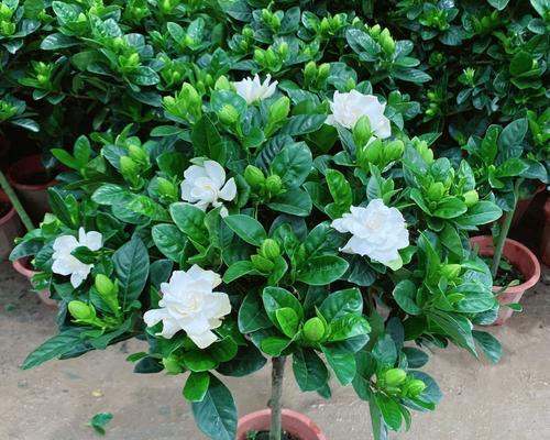 栀子花怎么养护与繁殖？栀子花的养殖技巧有哪些？