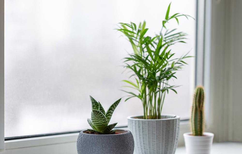 盆栽植物怎么养护？盆栽植物养护的常见问题有哪些？