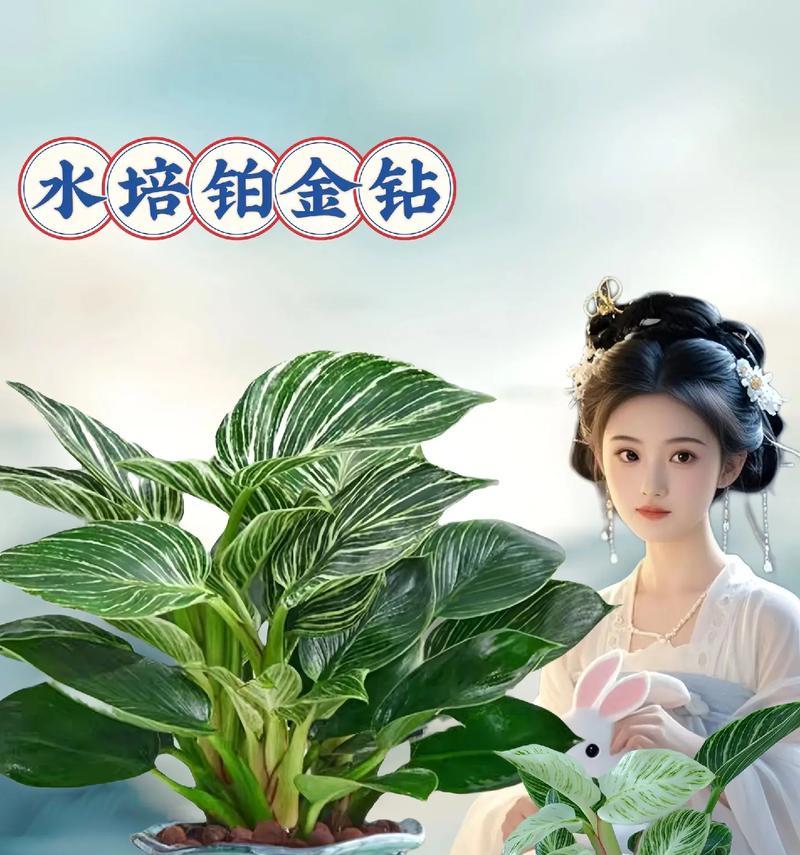盆栽植物怎么养护？盆栽植物养护的常见问题有哪些？