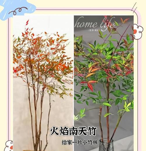 南天竹的花语含义及其养殖注意事项是什么？