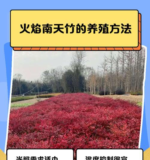 南天竹的花语含义及其养殖注意事项是什么？
