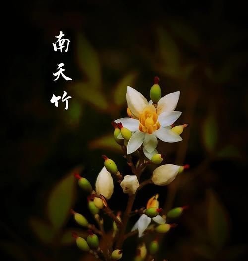 南天竹的花语含义及其养殖注意事项是什么？