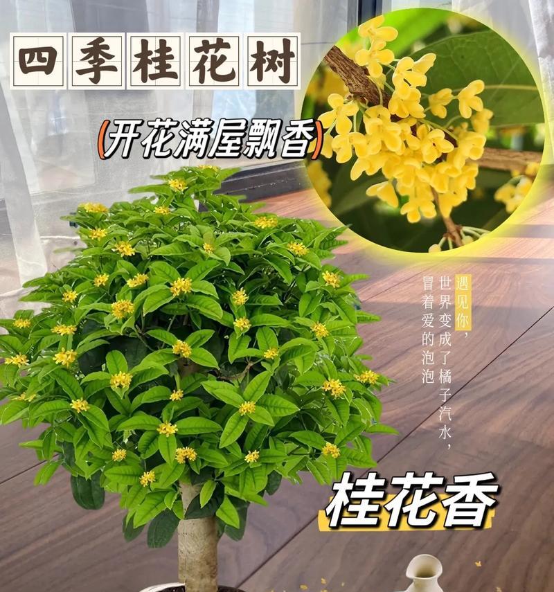 家里可以种桂花树吗？家庭种植指南与养护技巧？