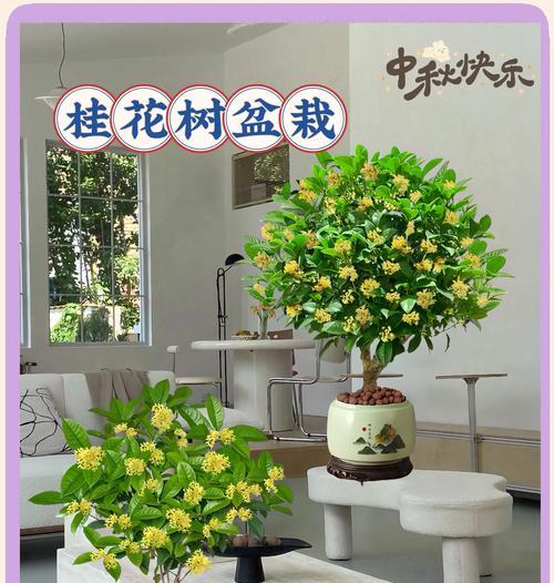家里可以种桂花树吗？家庭种植指南与养护技巧？