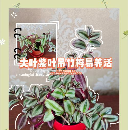 吊竹梅养殖全攻略，如何养出健康吊竹梅？
