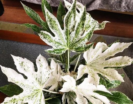 八角金盘属于常绿还是落叶？如何正确养护？