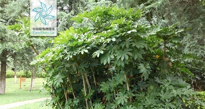 八角金盘属于常绿还是落叶？如何正确养护？