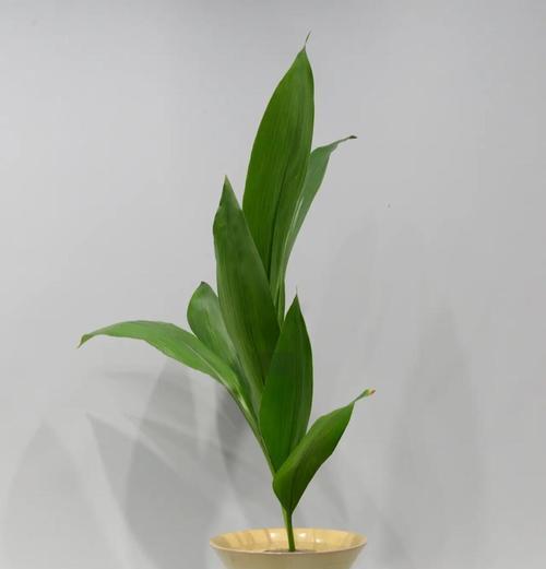 一叶兰种植的方法？有哪些注意事项？