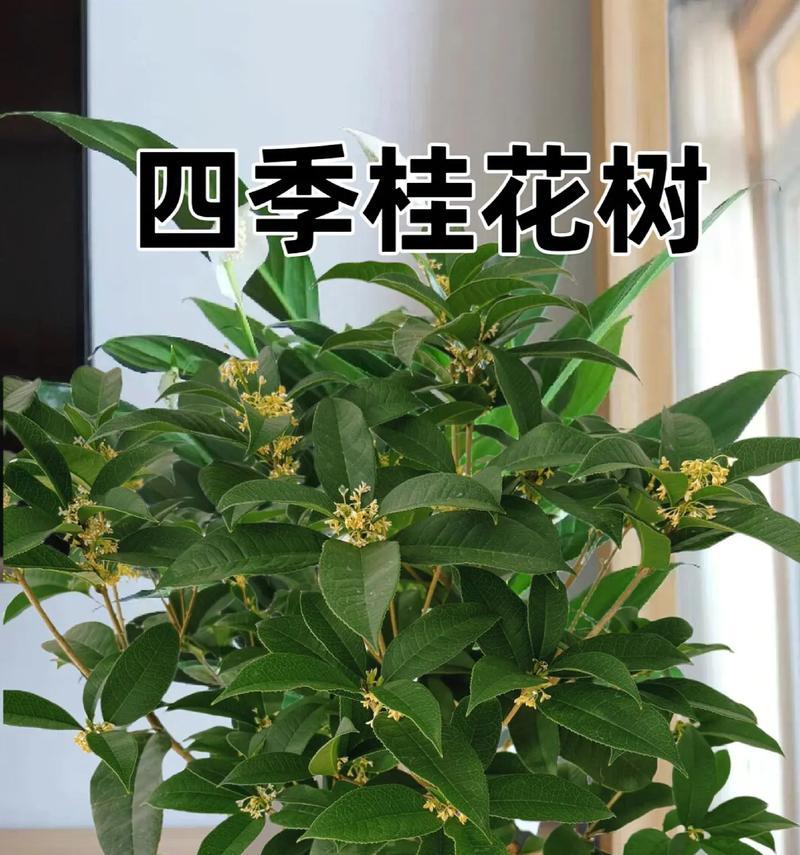 假植物装饰植物，如何选择和搭配？