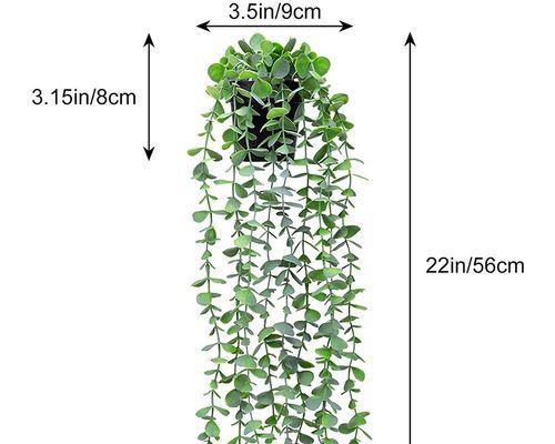 假植物装饰植物，如何选择和搭配？