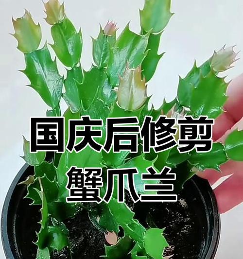 蟹爪兰养护攻略？如何让蟹爪兰茁壮成长？