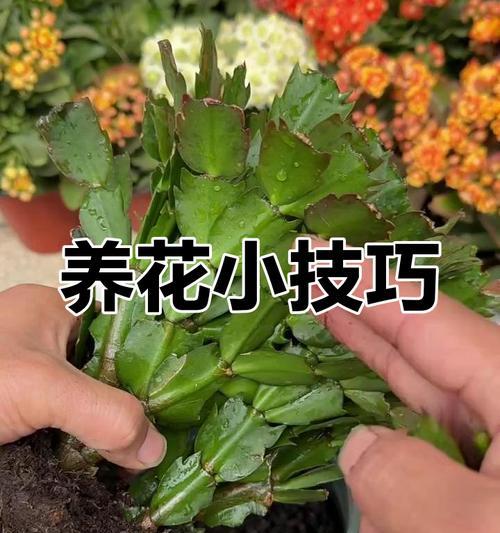 蟹爪兰养护攻略？如何让蟹爪兰茁壮成长？