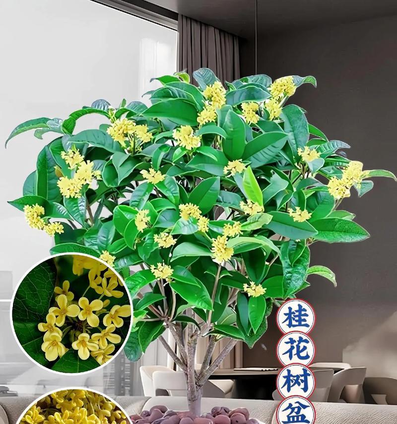 香氛盆栽推荐？哪种盆栽最适合室内？