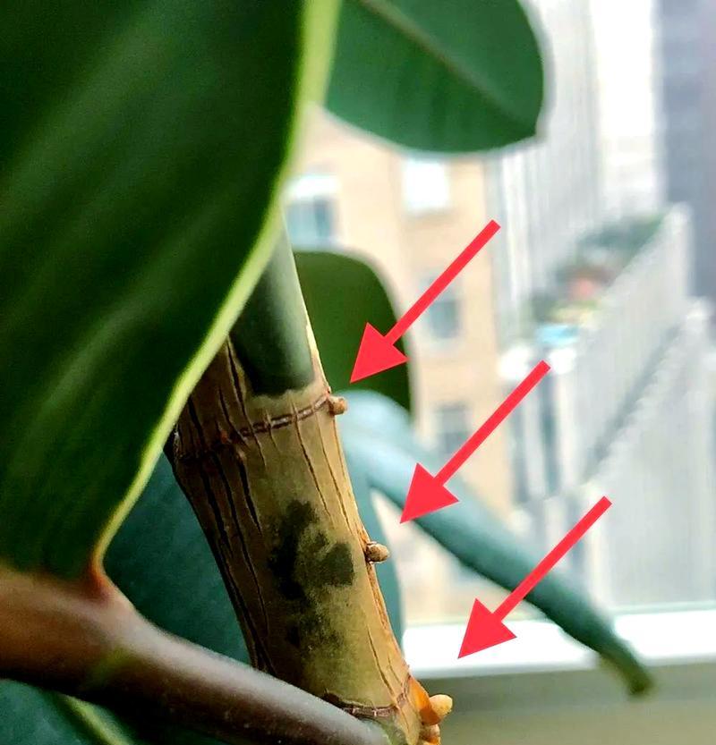 橡皮树打顶技巧，轻松促进分枝萌发？