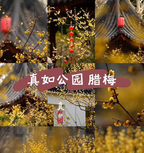 春天腊梅绽放之美，如何欣赏和养护？