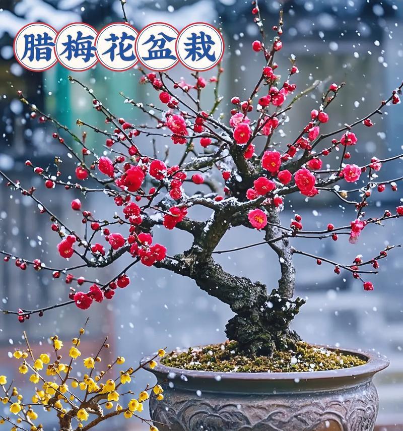 春天腊梅绽放之美，如何欣赏和养护？
