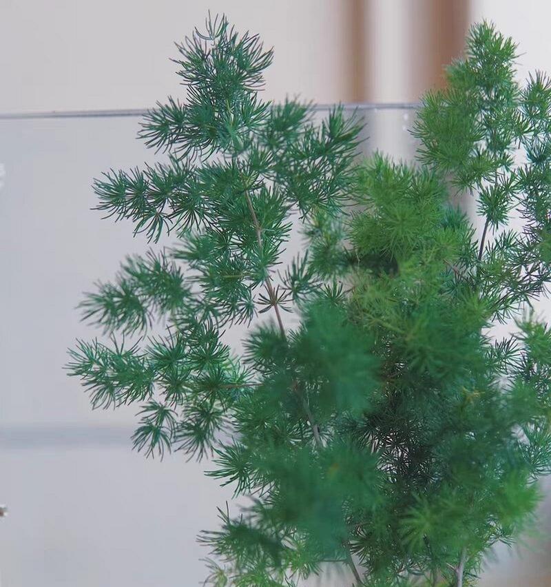 蓬莱松修剪造型指南，如何打造完美蓬莱松？