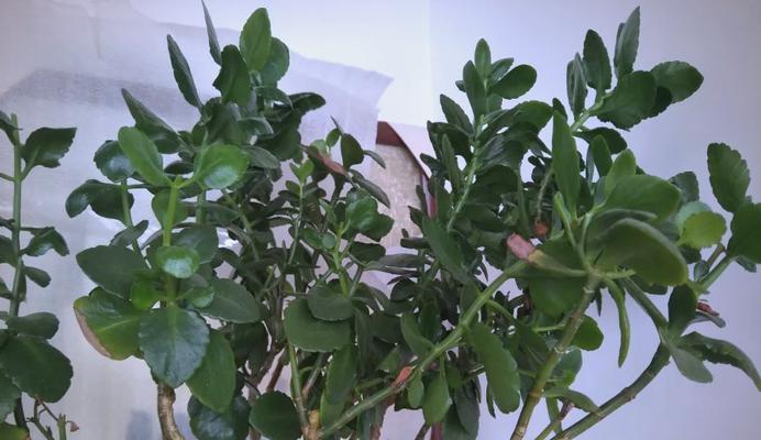 长寿花不开花？别急，这里有妙招！