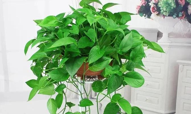 推理五种耐阴观叶植物推荐，为家居增色？